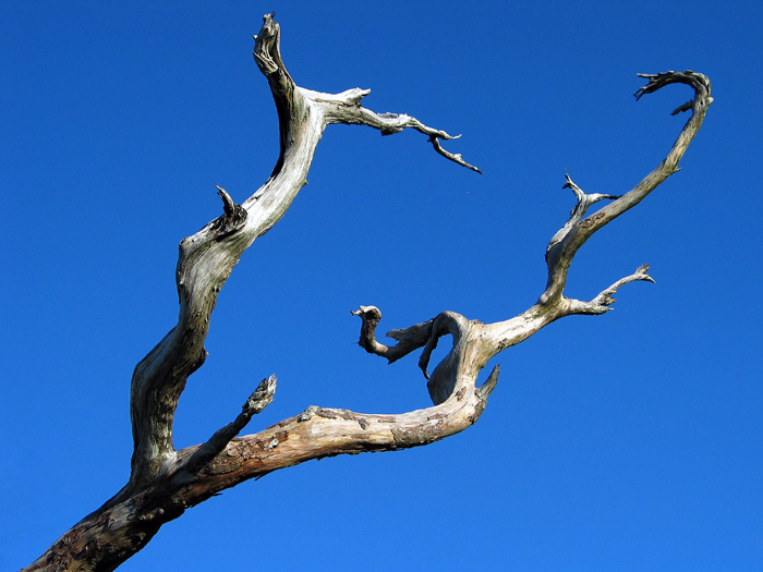photo "Reaching Out" tags: abstract, landscape, forest