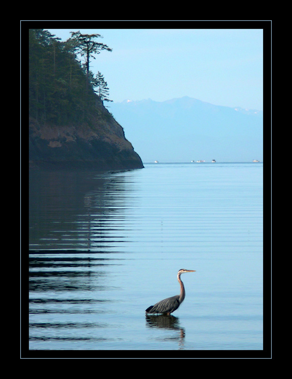 photo "Heron #3" tags: landscape, nature, water, wild animals