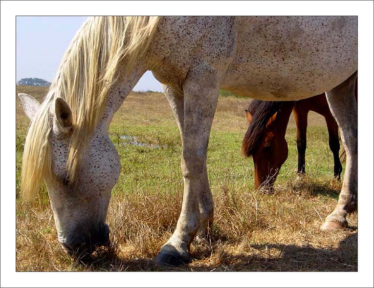 фото "Horses ..." метки: природа, домашние животные