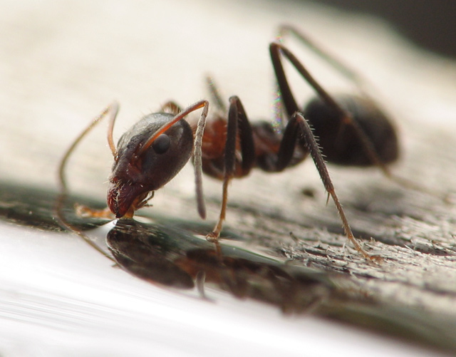 photo "Ant Drink" tags: nature, insect
