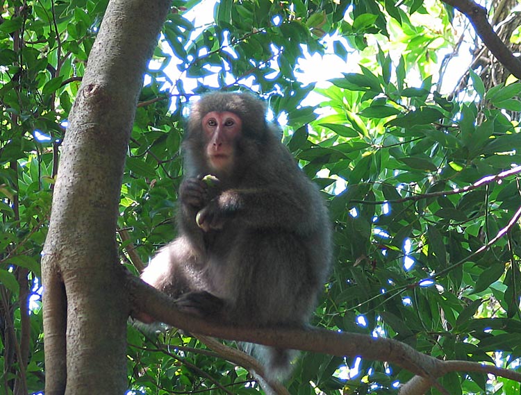 фото "Monkey Business" метки: природа, путешествия, Азия, дикие животные