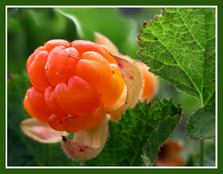 photo "Cloudberries" tags: nature, macro and close-up, flowers