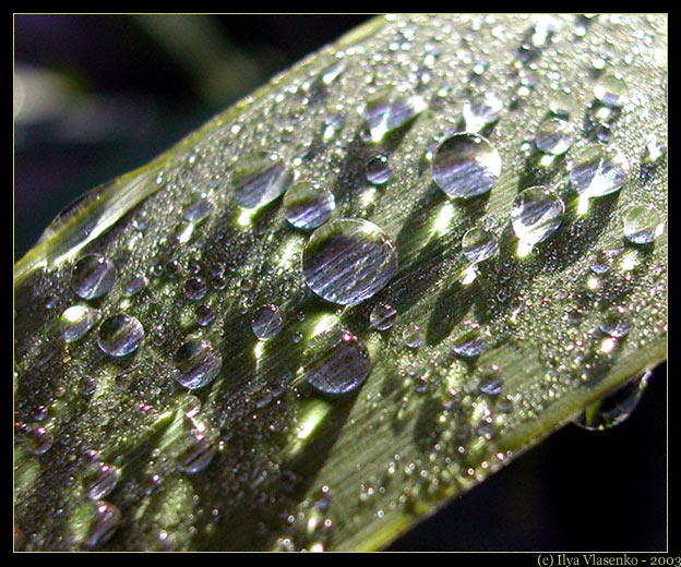 фото "Про тени воды, зеленый лист и яркое солнце" метки: макро и крупный план, 