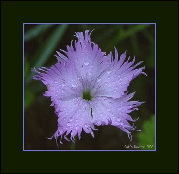 photo "Untitled photo" tags: nature, macro and close-up, flowers