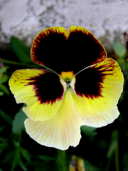 photo "*My pansies*" tags: nature, macro and close-up, flowers