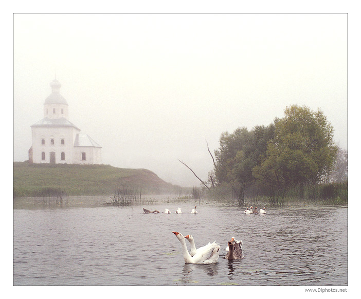 photo "Misty morning on Kamenka river" tags: landscape, nature, pets/farm animals, summer