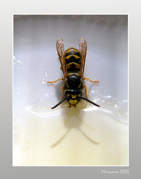 photo "bee on the saucer" tags: misc., nature, insect