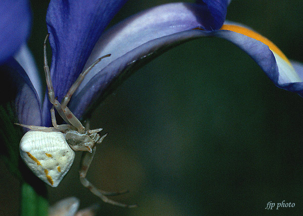 photo "Waiting in the dark" tags: macro and close-up, nature, insect