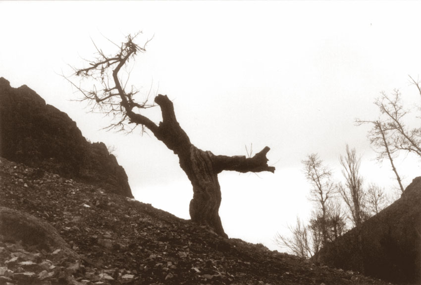 фото "Singer Tree" метки: природа, разное, цветы