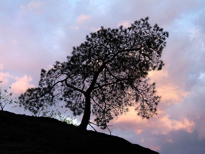 photo "At edge of the ground..." tags: nature, 