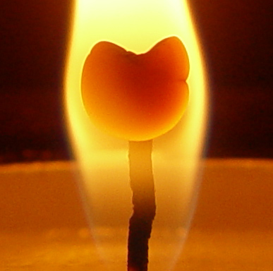 фото "Огненный цветок" метки: макро и крупный план, 