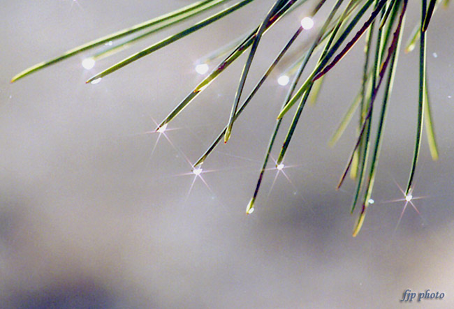 photo "Sparkles in the mist" tags: macro and close-up, nature, flowers