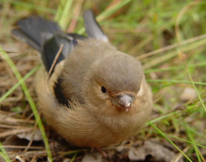 photo "The Bird" tags: nature, macro and close-up, wild animals