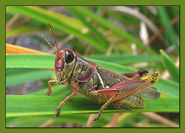 фото "Grasshopper" метки: макро и крупный план, 