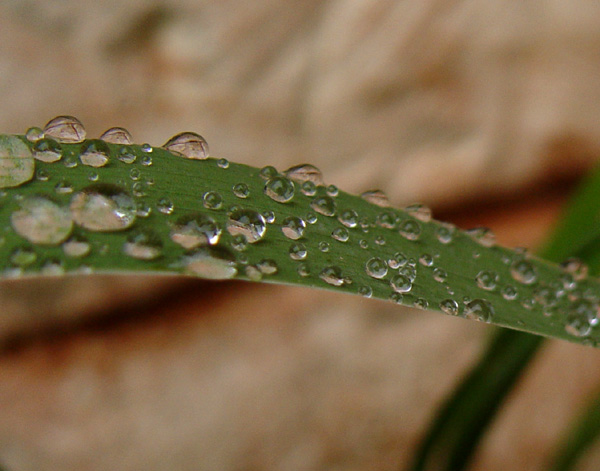 photo "Summer geometry" tags: macro and close-up, 