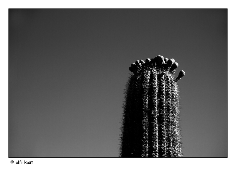 photo "mother cactus" tags: nature, flowers