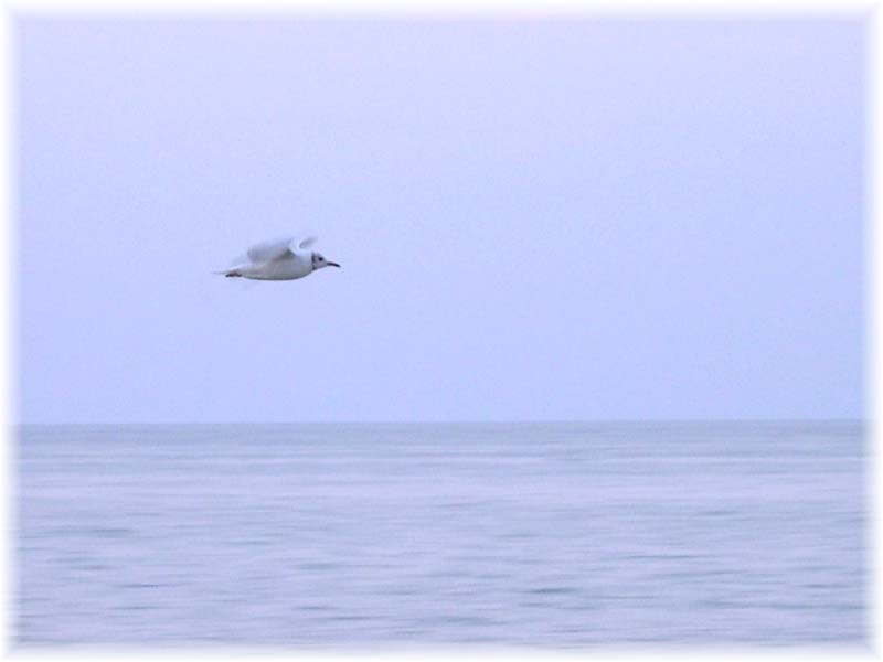 photo "Glining over the sea II" tags: landscape, summer, water