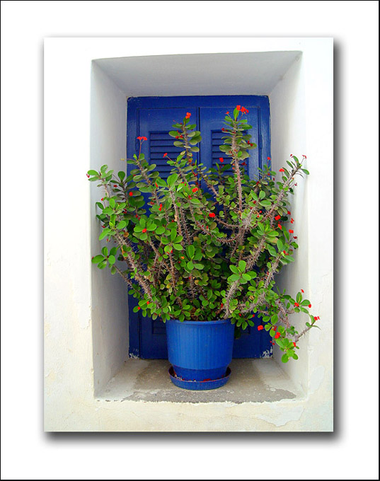 фото "The blue pot" метки: природа, цветы
