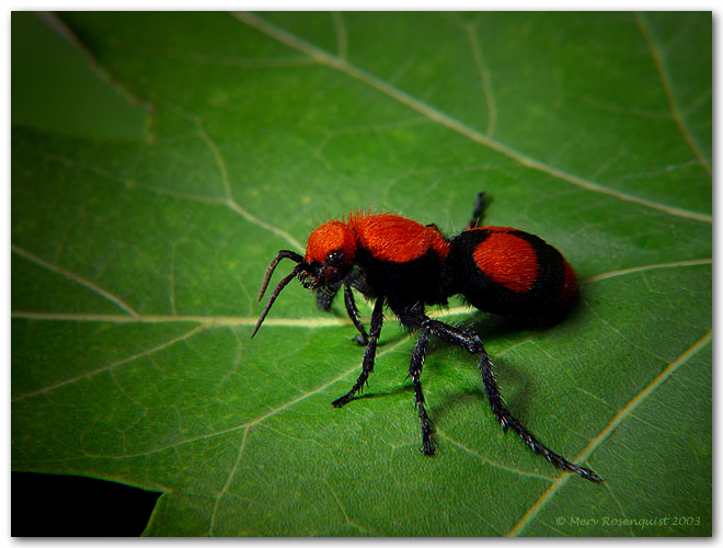 photo "Cow Killer Ant" tags: macro and close-up, nature, insect