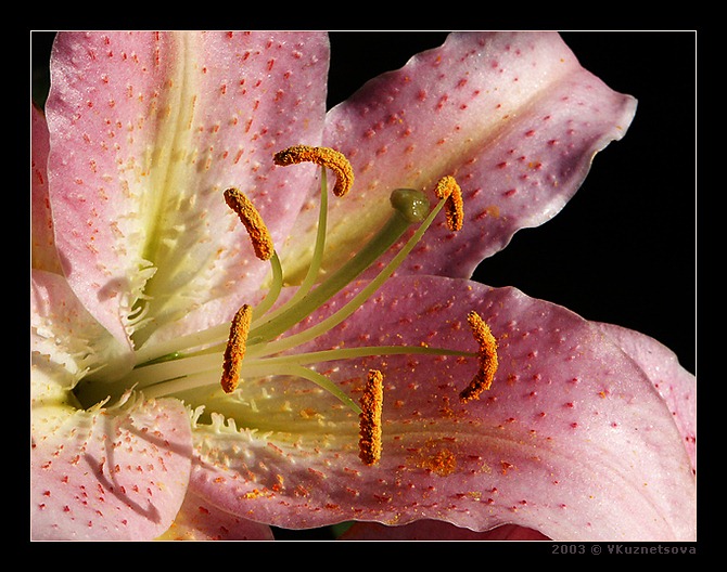 photo "Details" tags: macro and close-up, nature, flowers