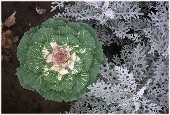 photo "The Cabbage" tags: landscape, nature, autumn, flowers