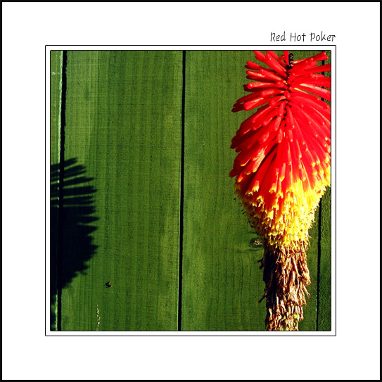 photo "Red Hot Poker" tags: nature, flowers