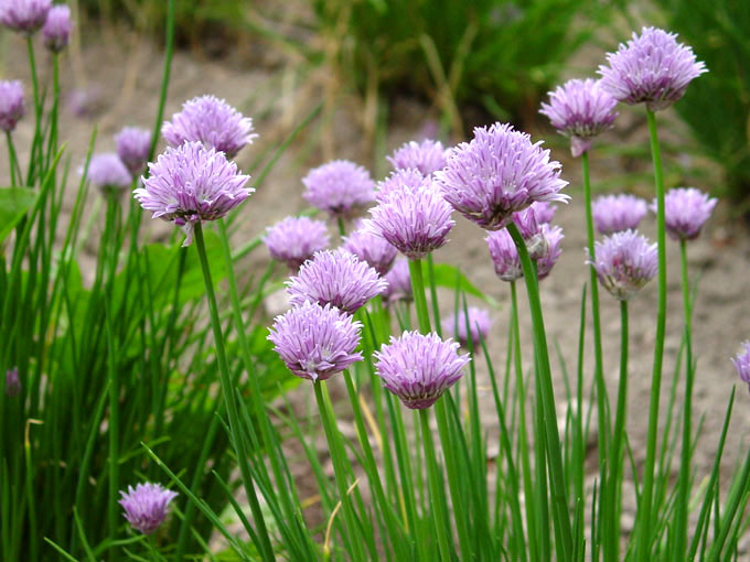 photo "Violet onion" tags: nature, flowers
