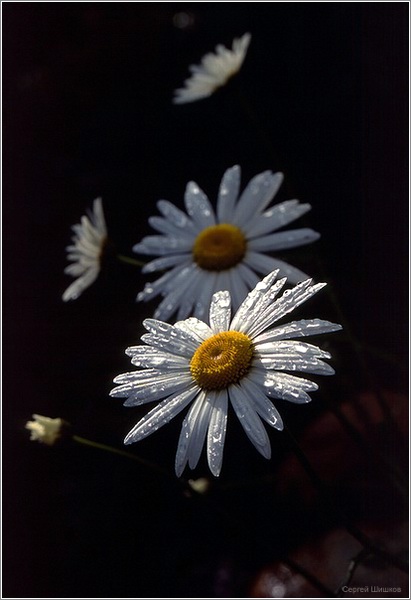 photo "без имени" tags: nature, flowers