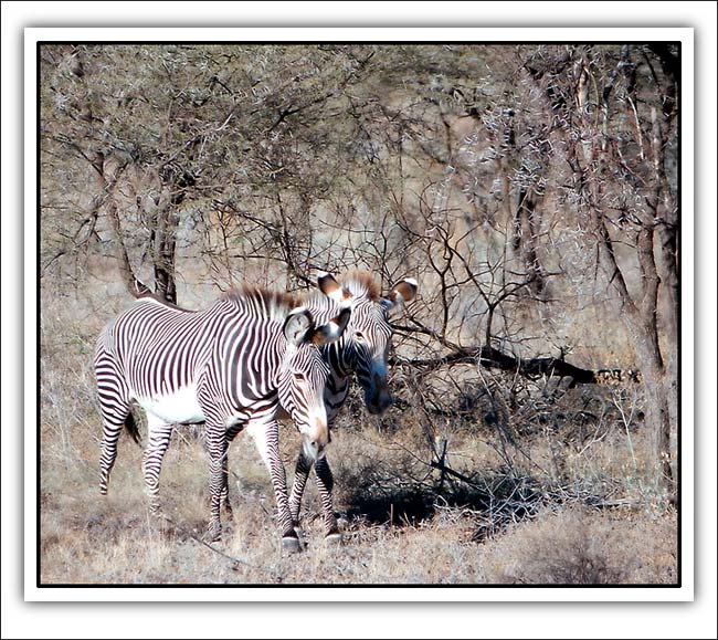 photo "Zebra`s" tags: nature, landscape, forest, wild animals