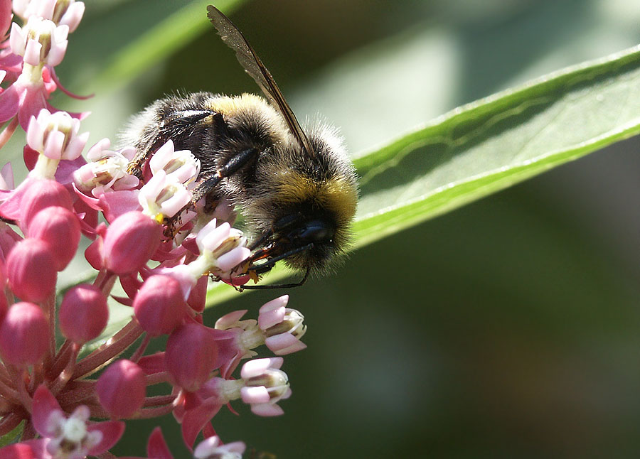 photo "bumble-bee on asclepias" tags: nature, insect