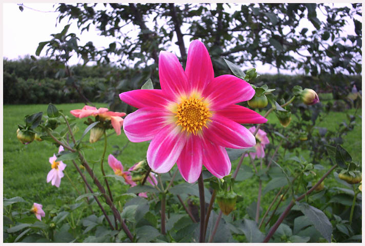 photo "pink" tags: nature, landscape, autumn, flowers