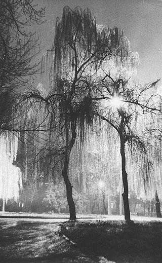 фото "Ночной парк" метки: пейзаж, черно-белые, ночь