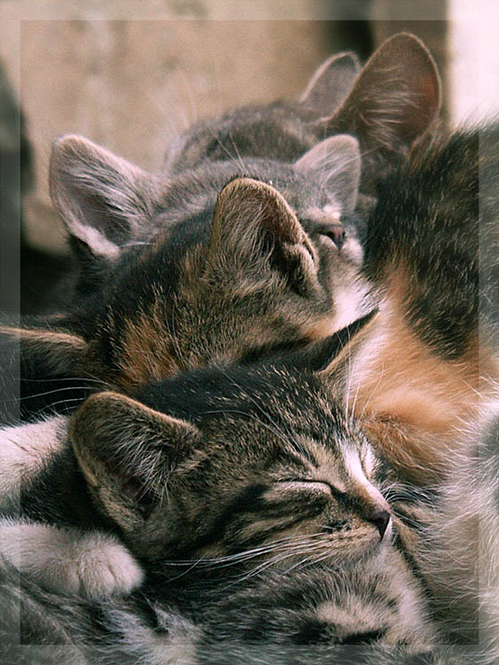 photo "Sleeping" tags: nature, genre, pets/farm animals