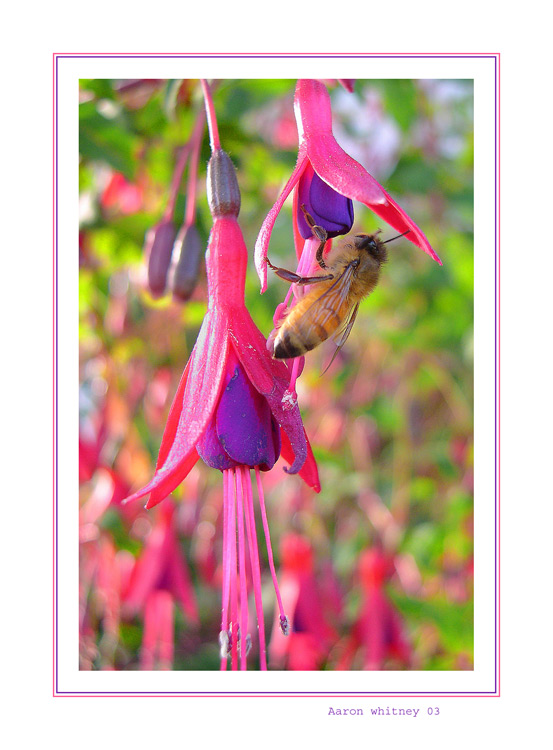 photo "Fuscia friend #2" tags: nature, flowers, insect