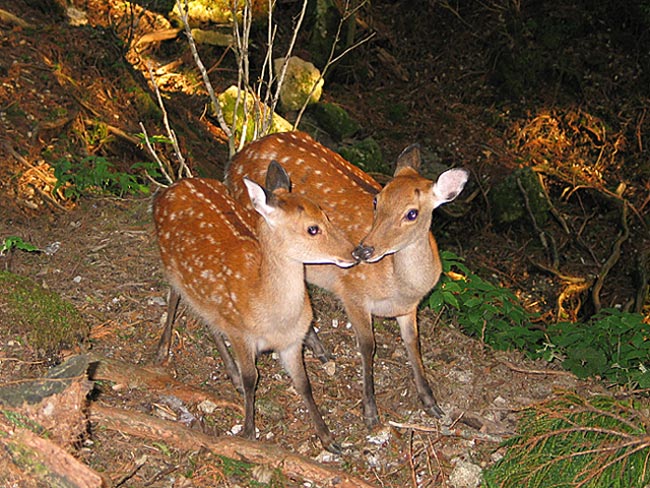 photo "Kissing Sisters" tags: nature, travel, Asia, wild animals