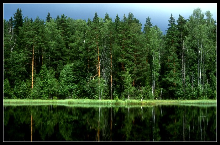 photo "Colors of Summer" tags: landscape, forest, summer