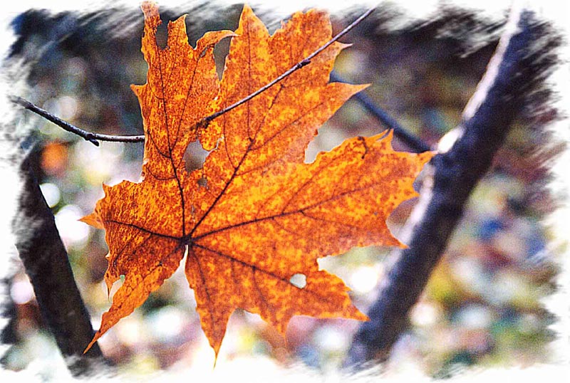 photo "Winter is coming" tags: nature, landscape, autumn, flowers