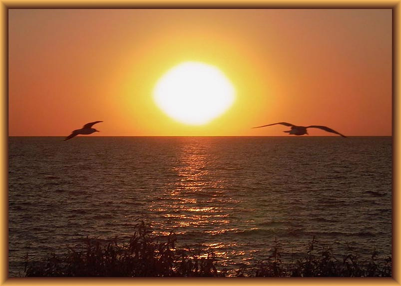 фото "Sea gulls" метки: пейзаж, закат