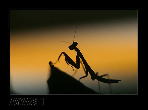photo "Night Work" tags: nature, macro and close-up, insect