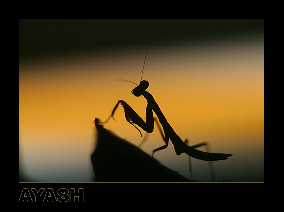 фото "Night Work" метки: природа, макро и крупный план, насекомое