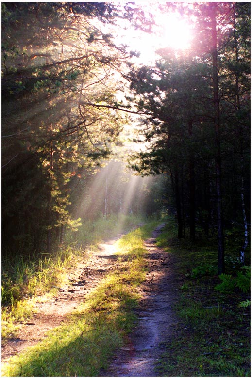 photo "Morning in a wood" tags: landscape, forest, sunset