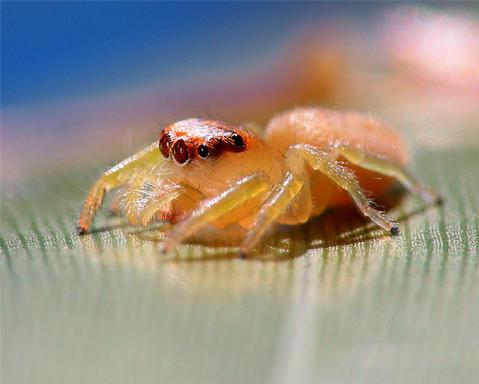 photo "Little Hopper Spider" tags: nature, insect