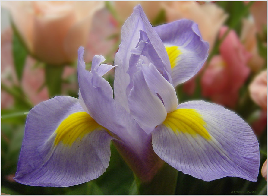 photo "Iris" tags: nature, flowers