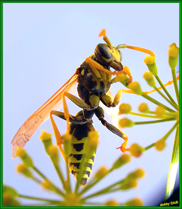 photo "quick work" tags: nature, insect