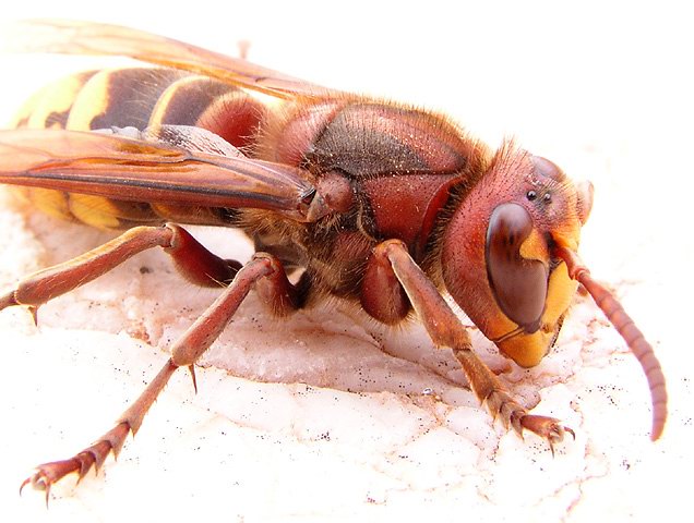 photo "Beee" tags: macro and close-up, nature, insect