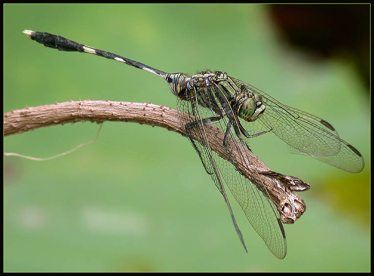 photo "Keep out wind..." tags: macro and close-up, nature, insect