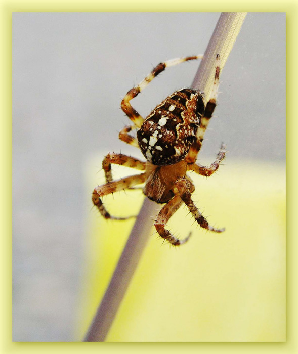 photo "SPIDER" tags: nature, wild animals