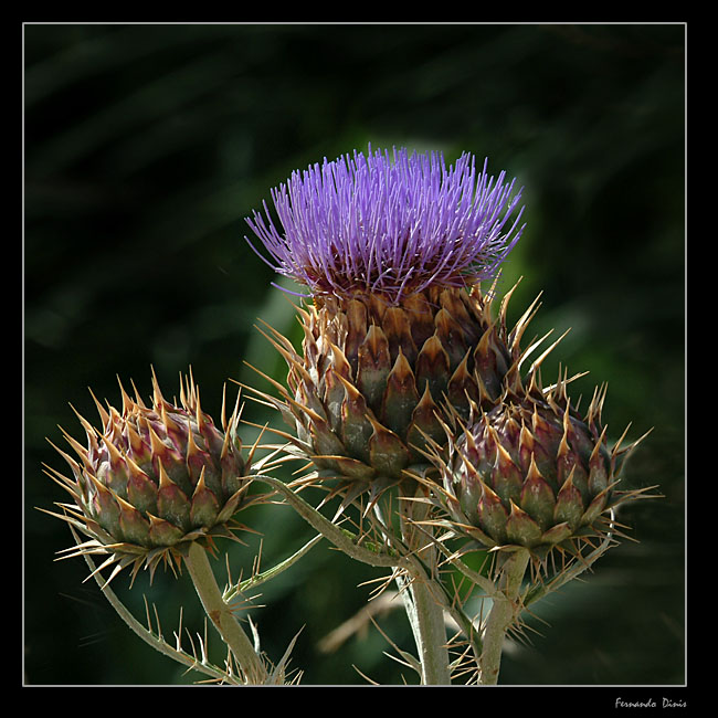 photo "Artichoke" tags: nature, flowers