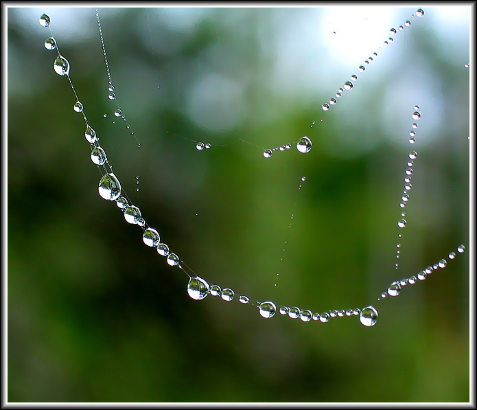 photo "Morning in the forest" tags: macro and close-up, landscape, summer