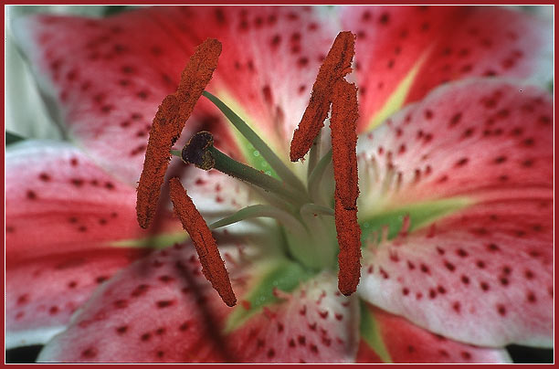 photo "*" tags: macro and close-up, 